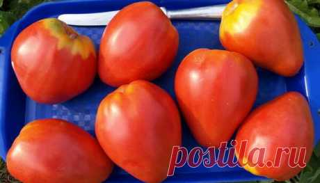 Самые трудолюбивые сорта томатов для теплицы | Твоя усадьба | Яндекс Дзен