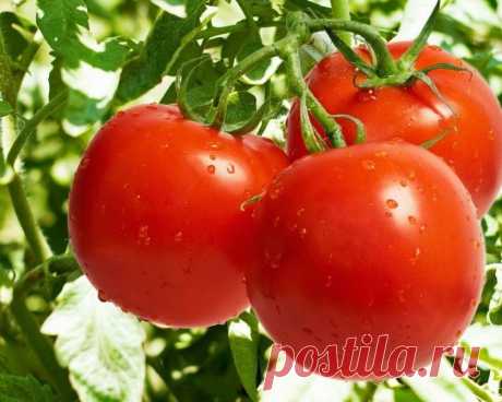 трихопол для томатов--от фитофторы
