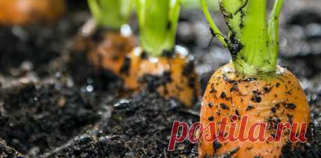 Проверенный способ посева моркови, гарантия хорошего урожая