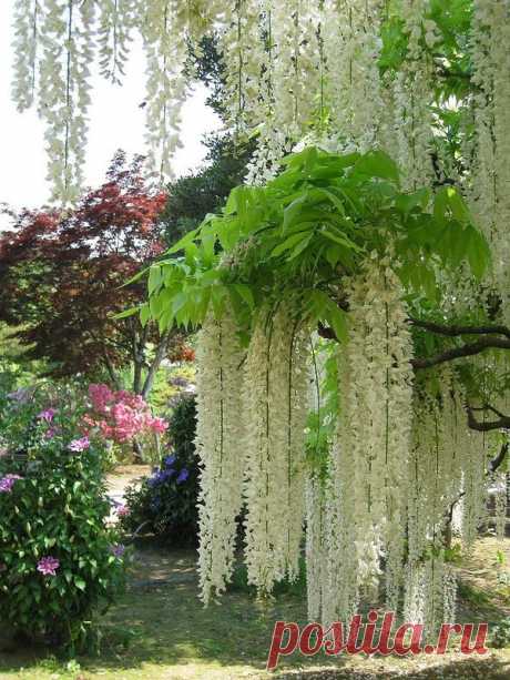 Лола — «в парке Ashikaga Flower,» на Яндекс.Фотках