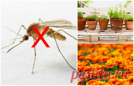 Как избавиться от комаров надолго: 8 растений, которые нужно посадить на даче или подоконнике прямо сейчас