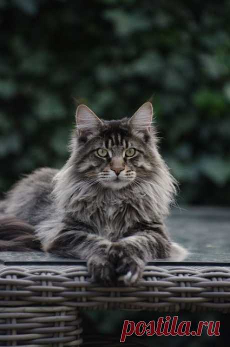 Maine Coon