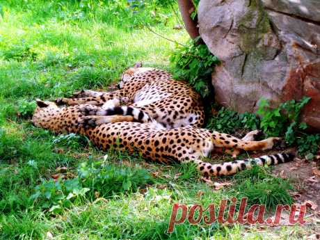 Леопарды отдыхают.