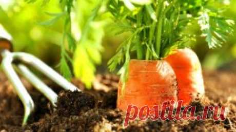 Выращивание моркови - Посевная