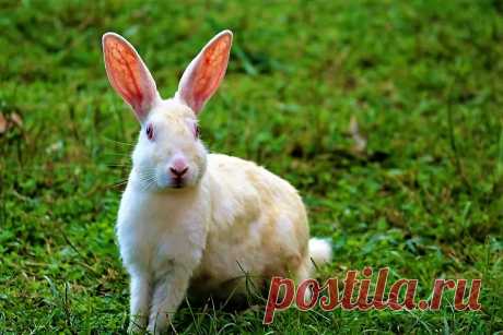 Кролик Белый великан Кролики Уход-Журнал полезных советов