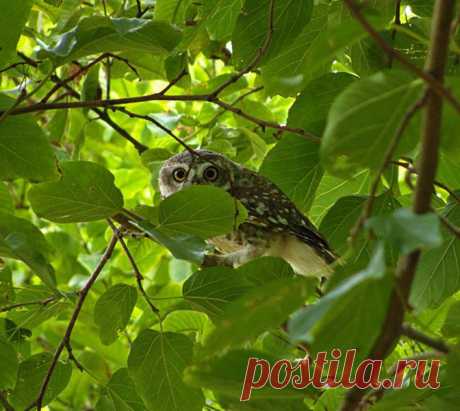 Roy Mangersnes - Photos of The Owl Pages