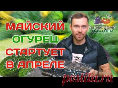 Сеем огурцы для раннего урожая | #семена #огород #огурцы