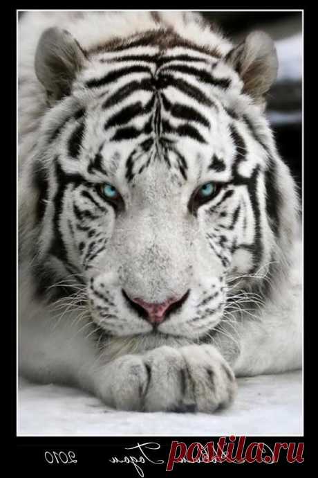 Бенгальский белый тигр фото