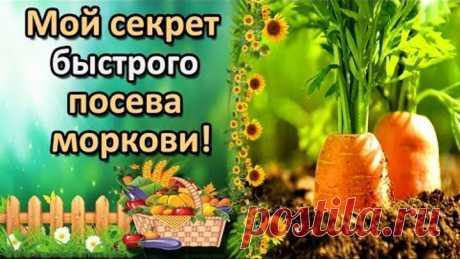 УДОБНЫЙ СПОСОБ ПОСЕВА МОРКОВИ, КОТОРЫЙ ВЫ НЕ ЗНАЛИ!