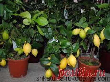 Лимон комнатный. Уход и размножение. Как выращивать комнатные лимоны | Шкатулка рукоделия