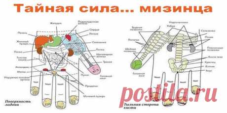 Тайная сила… мизинца. Влиятельный указательный Одним лишь воздействием на мизинец левой руки можно существенно поправить здоровье.Это знали древнейшие врачеватели! Их практика частично подвергнута сомнению, частично предана забвению. К сожалению! Ведь действительно методика любопытная, а главное, оправдывавшая себя во многих случаях.
*Массаж для снижения аппетита
Для этой цели, перед едой нужно массировать верх (кончик) мизинца. Для мужчин и женщин есть разница: Мужчины – ...