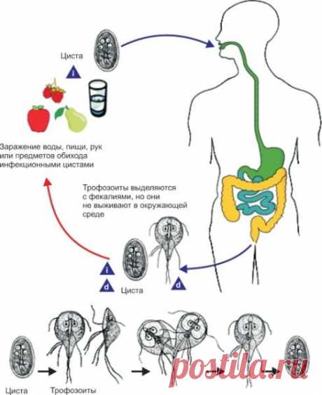 Лямблии у взрослых симптомы и лечение домашними средствами