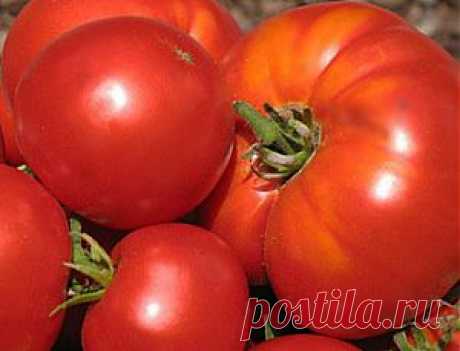 Как вырастить крупные томаты из рассады, интересный способ.
