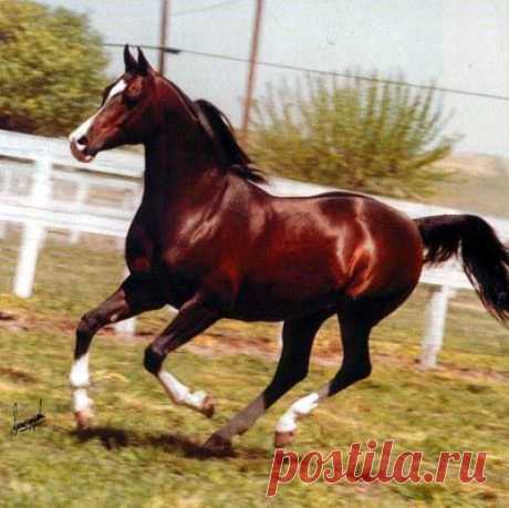 Khemosabi. Undoubtedly one of the most beautiful, famous horses in Arabian horse history.  |   Pinterest • Всемирный каталог идей