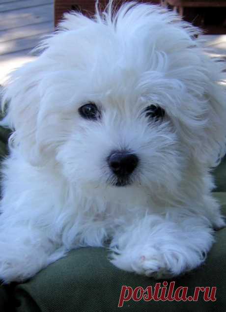 Coton De Tulear