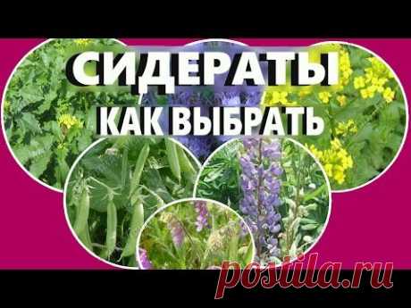 Какие сидераты сеять  осенью ,весной, под зиму