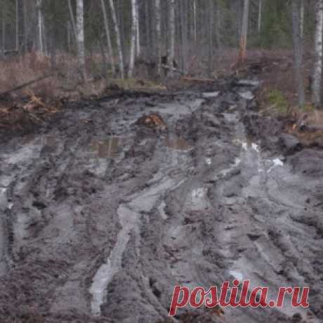 Поехали за грибами, а нашли следы применения неведомого по мощности оружия - МирТесен