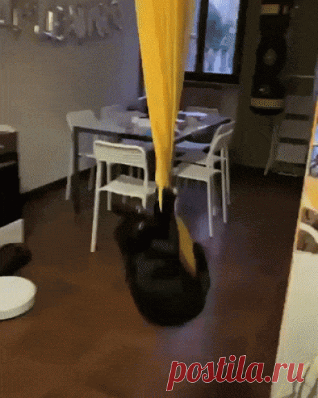 Black Cat Swings in a Yellow Curtain Funny Cute Lol ~ .