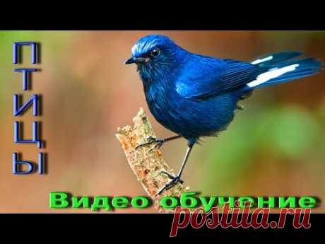 Птицы, Развивающий мультик, Фото птиц, Названия птиц, Пение птиц, Обучающее видео для детей [HD]