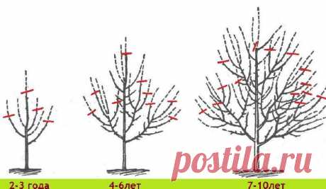 Как правильно делать обрезку плодовых деревьев? — 6 соток