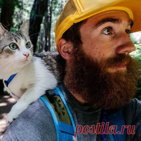 В поход с кошками / Питомцы