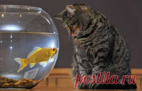 Today is Caturday — The Goldfish and the Cat