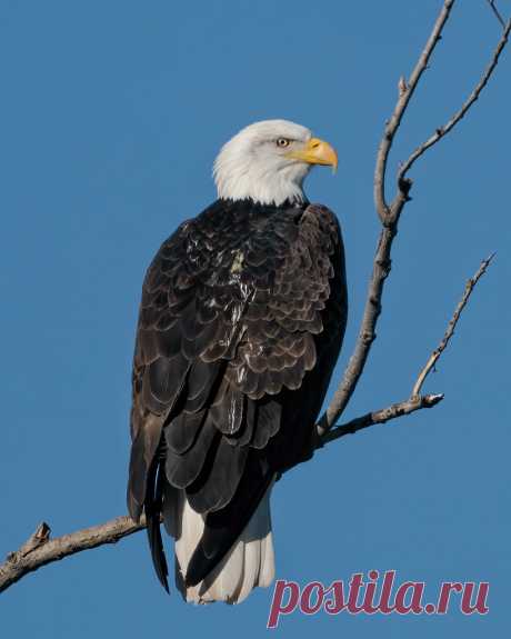 Bald Eagle 119 Explore lennycarl08's photos on Flickr. lennycarl08 has uploaded 20849 photos to Flickr.