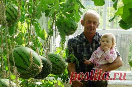Опыт выращивания арбузов в теплице | Антонов Сад | Яндекс Дзен