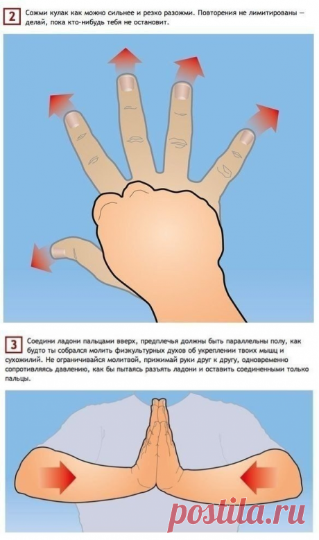 Простые упражнения, тренирующие все 27 мышц рук. - полезные советы