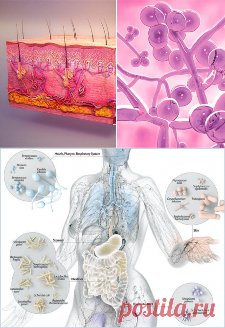 5 советов по лечению кожного кандидоза / Будьте здоровы
