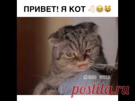 Кот, который поёт.