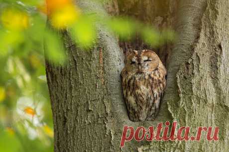 All sizes | Tawny Owl | Flickr - Photo Sharing!