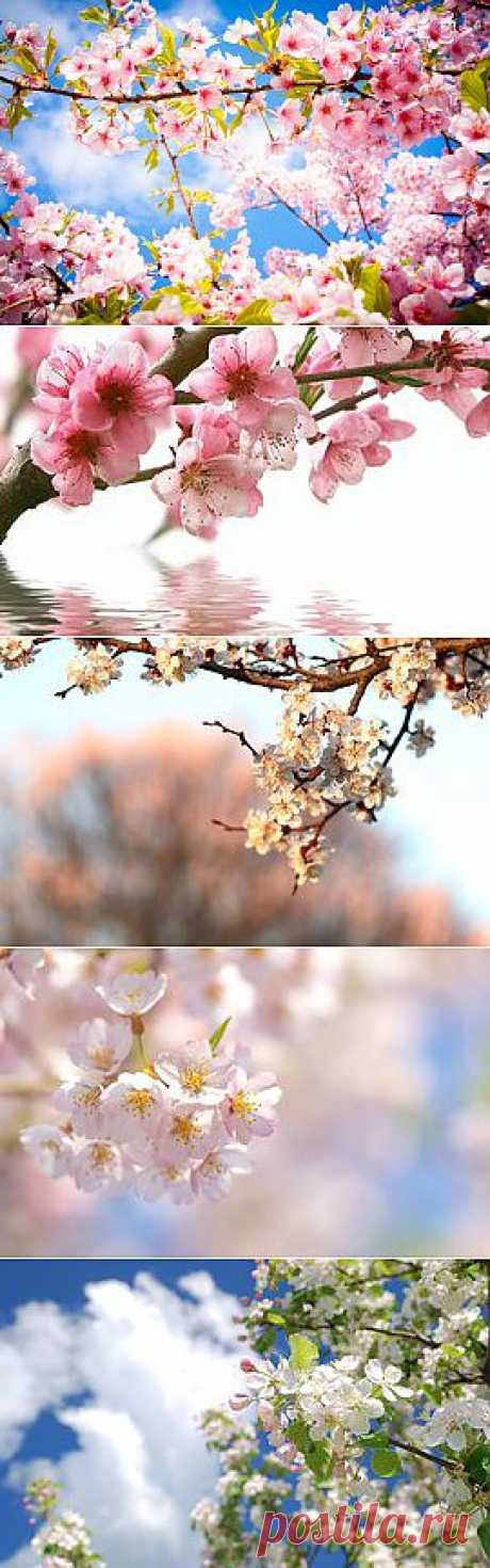 Изображение Цветение, Весна, Цветы, Сакура, Ветка. Природа | Фабрика картинок - PicsFab.com. Обои для рабочего стола