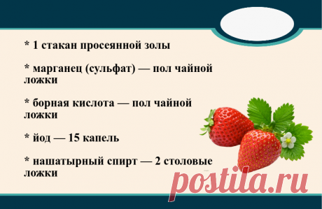 Если зацвела клубника, готовлю комплексное удобрение, которое повысит урожай в 2 раза | Маленький сад на краю Вселенной | Яндекс Дзен