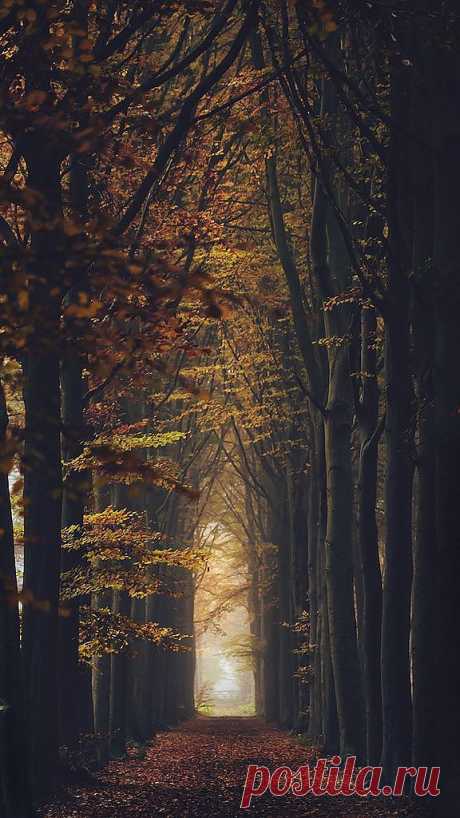 Amazing Things in the World Lovely Amazing World | Tree &amp;amp; Path