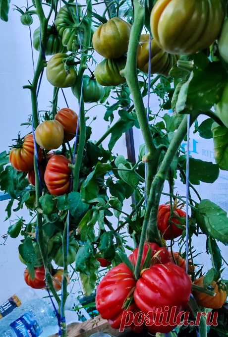 Как в Китае выращивают помидоры &quot;для себя&quot;. Повторил их способ и теперь один вопрос: куда деть столько урожая | Стеклянная сказка | Яндекс Дзен