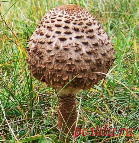 Отличные виды съедобных грибов, которые в России почти никто не собирает. (Часть 3) | грибной критик | Яндекс Дзен