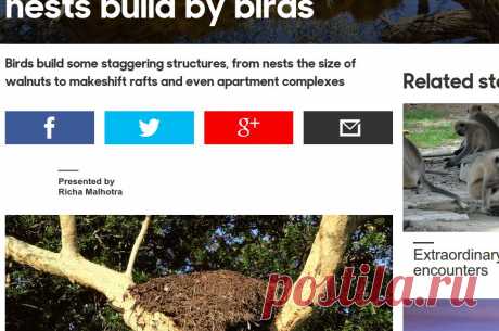 BBC - Earth - The 16 most amazing nests build by birds
