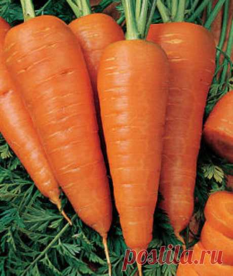 Чем подкормить морковь/Морковь, это овощ, который хорошо «разбирается» в различных удобрениях и подкормках. В этом отношении она весьма требовательна.Можно сказать, что её требования более завышены, если сравнивать их с теми, что вполне допустимы для других огородных культур.