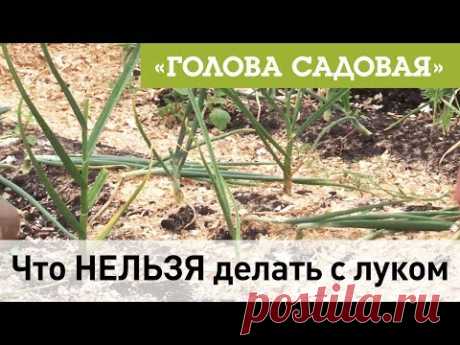 Голова садовая - Что НЕЛЬЗЯ делать с луком