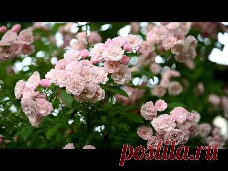 ТОП-10 моих любимых роз / Крапива от болезней и вредителей роз / Синие компаньоны к розам