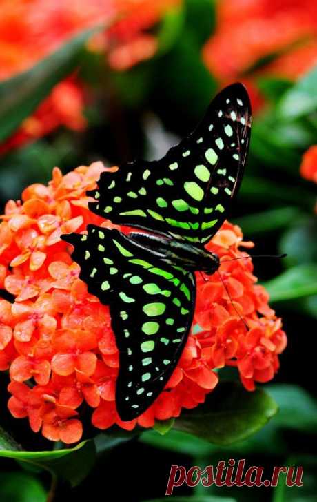 ✯ Tailed Jay butterfly, (Graphium agamemnon) | Kate приколол(а) это к доске Nature's Beauty