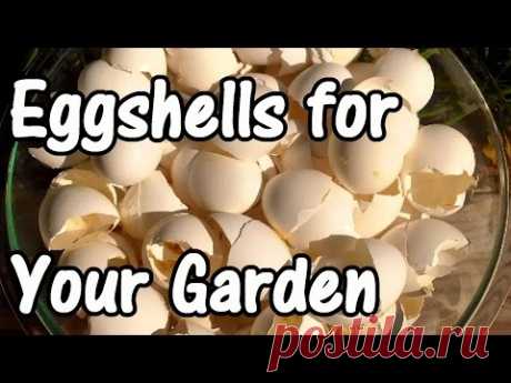 2 Min. Tip: How We Use Eggshells in Our Garden (Eggshell Calcium)