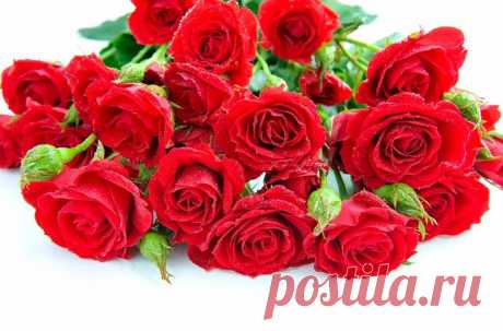 Письмо «сообщение Schamada : Обои на раб. стол./Прекрасные цветы. (23:50 17-07-2014) [3907317/331196165]» — Schamada — Яндекс.Почта