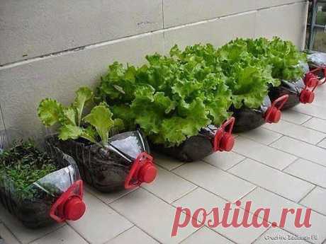Идея выращивания салата!!!