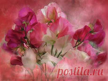 Sweet Peas Mixed Media by Carol Cavalaris - Sweet Peas Fine Art Prints and Posters for Sale