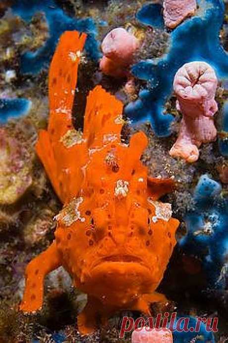 Yellow hispid frogfish | Under The Sea