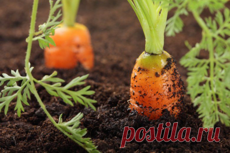 Выращивание моркови: как бороться с морковной мухой
