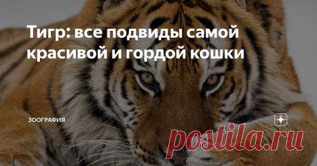 Тигр: все подвиды самой красивой и гордой кошки Когда-то они обитали на всей территории Индии, в большей части восточного Китая, на Корейском полуострове, на всей территории Юго-Восточной Азии, на островах Суматра и Ява, на востоке России от Байкала до Охотского моря, в районе южного Каспия на территории Ирана и Азербайджана, а также на территории Казахстана, Турции, Грузии, Армении...