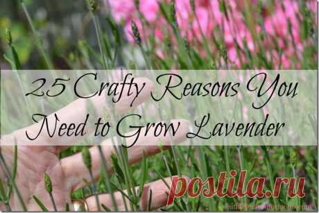 25 Crafty Reasons You Need to Grow Lavender